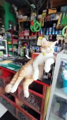 Cats are lazier than dogs 