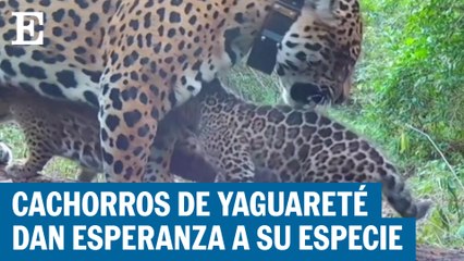 Los cachorros de yaguarete que dan esperanza a su especie