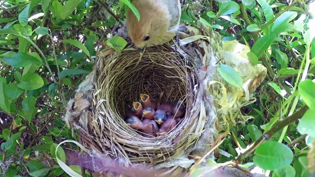 Bird hatching and brooding | mdabdullahalmahmud0 | #trending #8k #4k