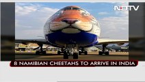 A Tiger-Faced Plane To Fly In Cheetahs From Namibia