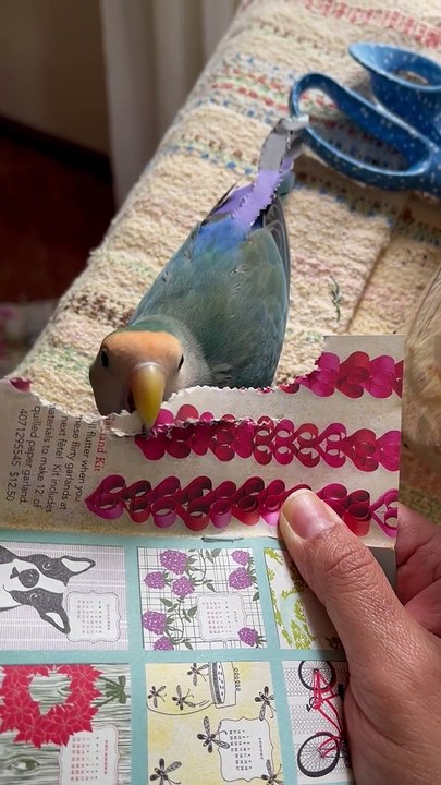 Lovebird Makes Pretty Paper Tail
