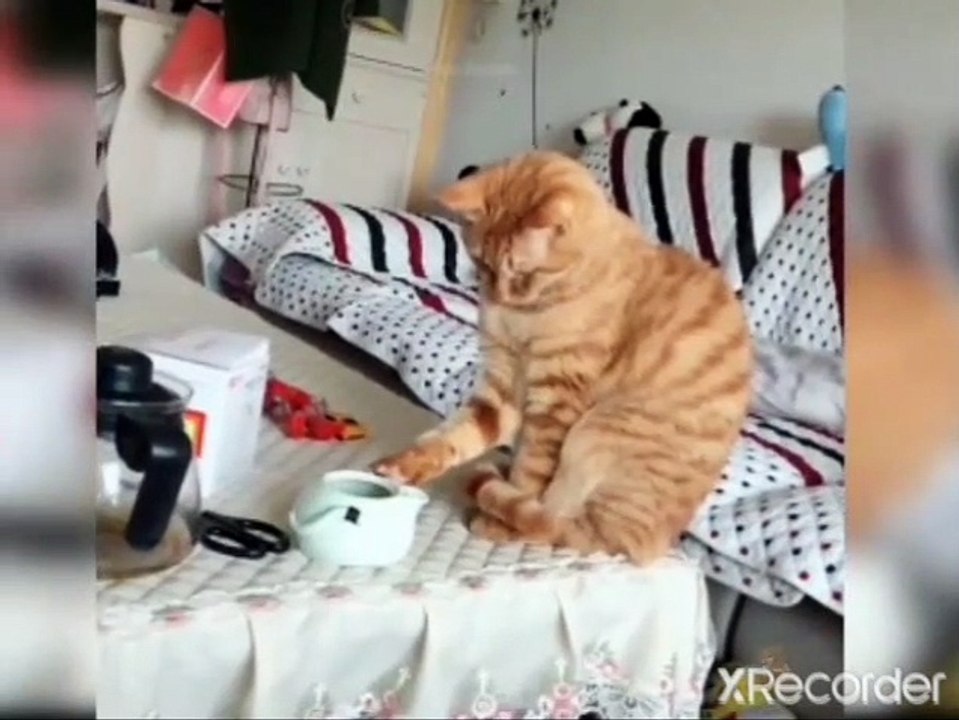 kids masti-funny videos#11|| cats and dogs masti karte hua and funny videos