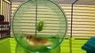 Funny Hamsters Video  | Hamsters Video | #3