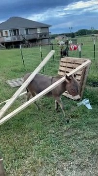 Waffles the Donkey Attempts to Help with Home Projects