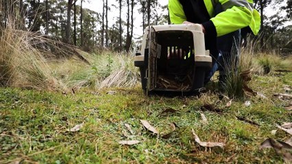 Potoroo release Aussie Ark - Gloucester Advocate - 16Sept2022