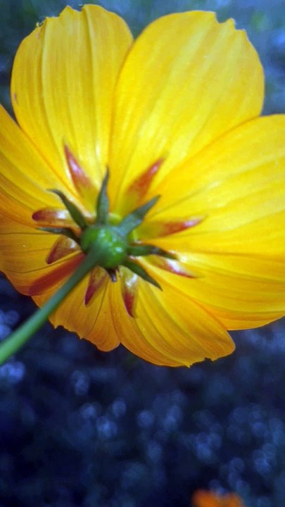 Flower ||4k nature video||flower video #beautifull flower||nature videos