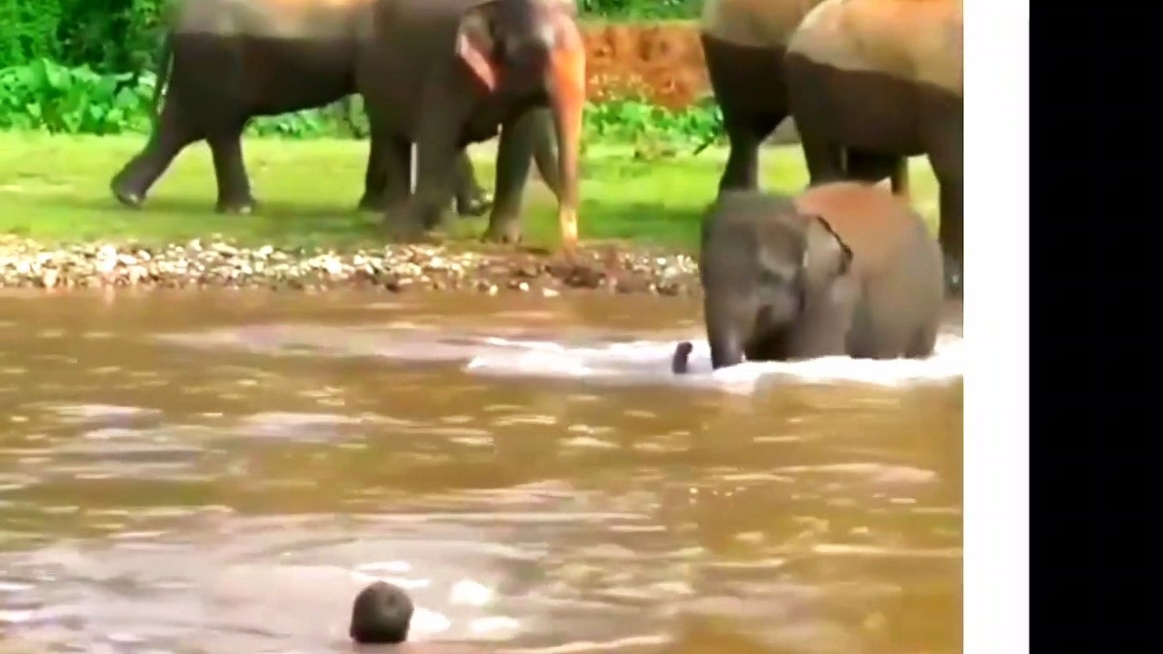 atikashsingh,elephant saves man in river