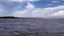 Un dauphin fait le spectacle pour des touristes... sauts impressionnants
