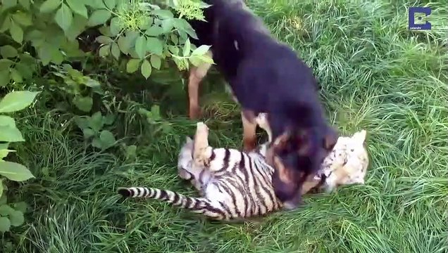 Ce chien et ce tigre sont meilleurs amis... trop mignon