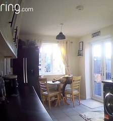 Dog Falls Off Kitchen Table