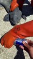 Scary Fish Chomps Through Energy Drink Can