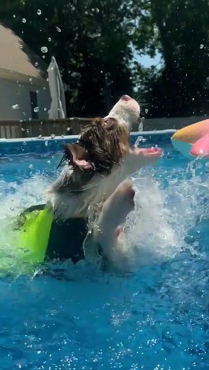 Happy Pup Plays in Pool