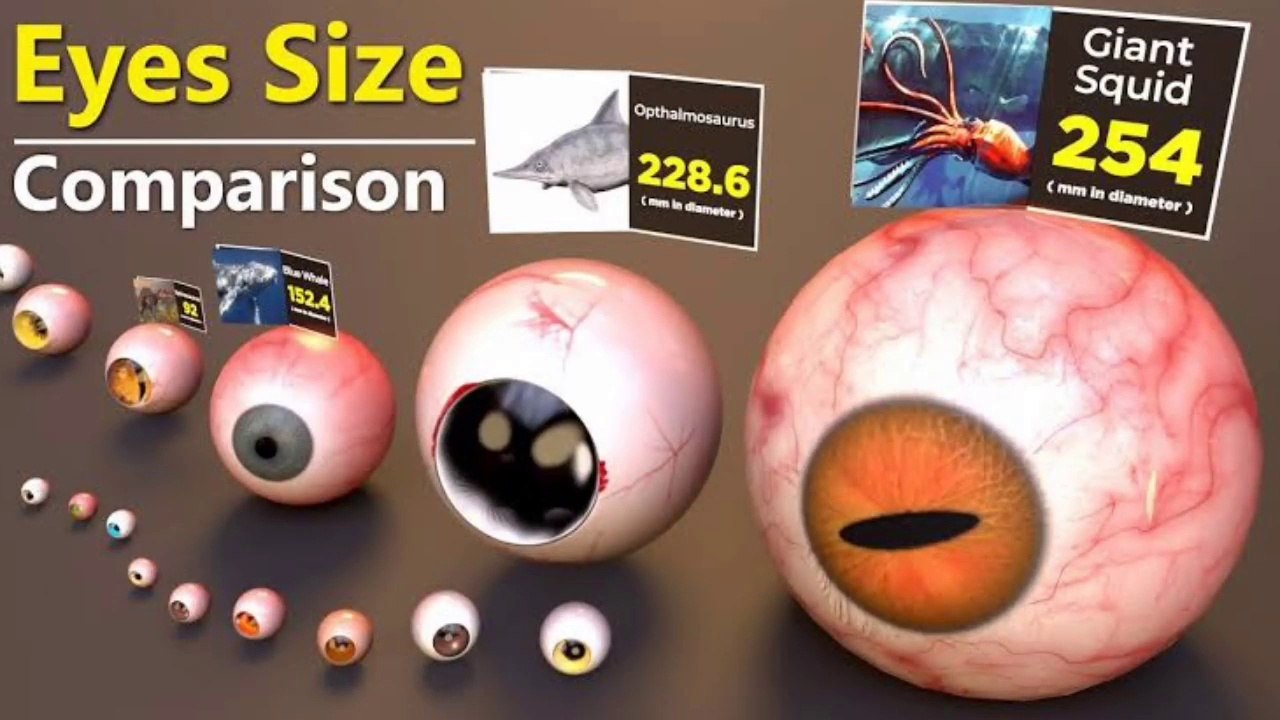 Eye Size Comparison _ Monster Eyes size comparison