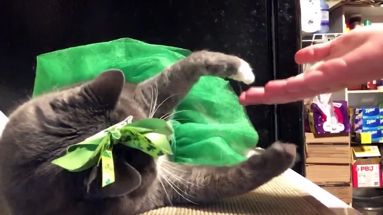 funny animals video  | part 11