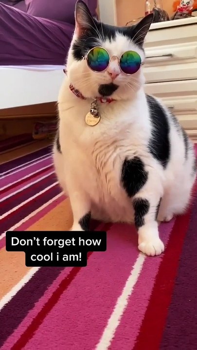 Fat Cat Video