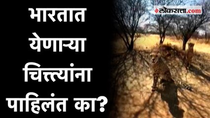 नामिबियातून भारतात आणले जाणारे चित्ते दिसतात तरी कसे?