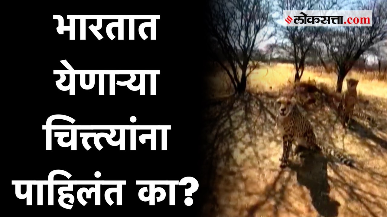 नामिबियातून भारतात आणले जाणारे चित्ते दिसतात तरी कसे?
