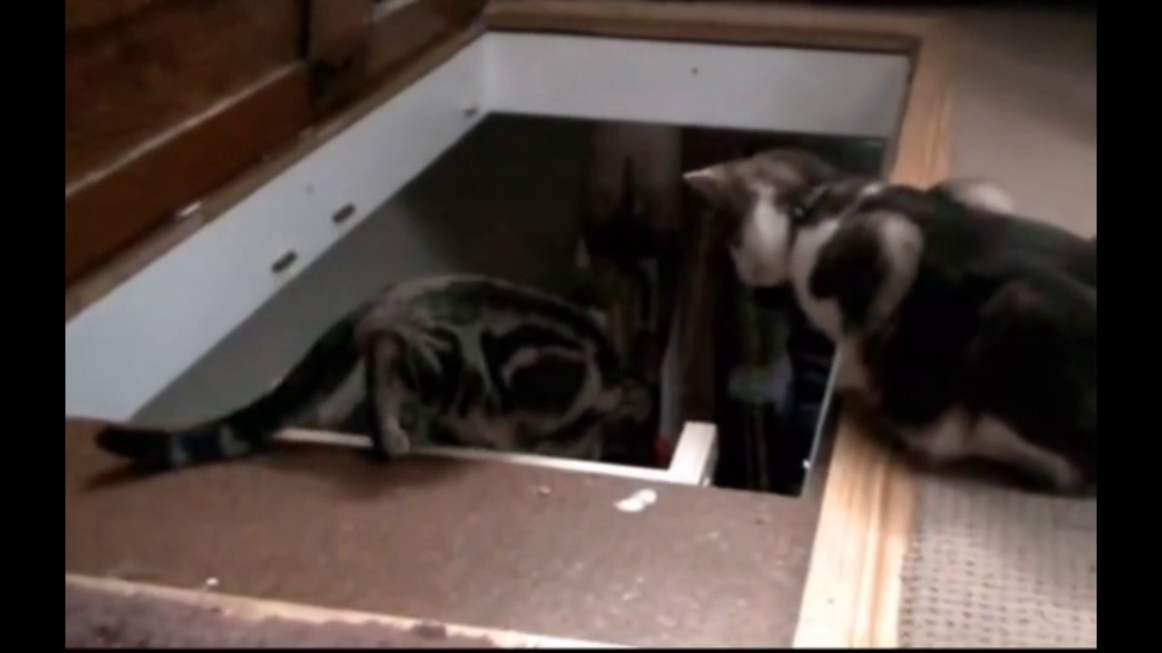 YOU LAUGH YOU LOSE! Funny Moments Of Cats Videos Compilation - Funny Cat Life