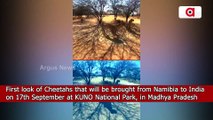 Watch | First look of Cheetahs that will be brought from Namibia to India