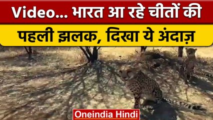 Namibia से Cheetah भारत आने के लिए तैयार, Video में देखें पहली झलक | वनइंडिया हिंदी | *News