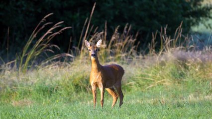 Deer  All Time  Comfort And  Danger zone Jungle