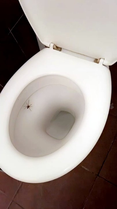 L'araignée survit à la chasse d'eau - Buzz Buddy