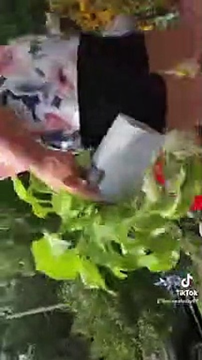 La famille donne à leur tante et à leur oncle un chien - Buzz Buddy