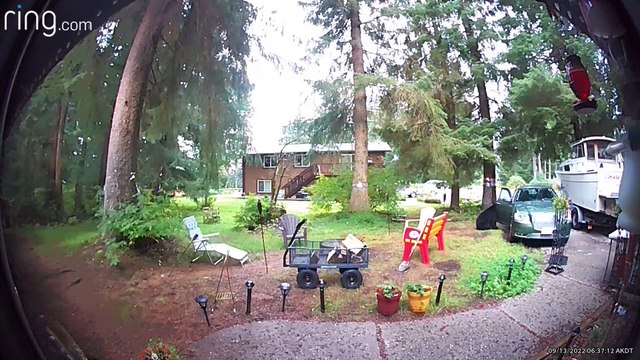 Un ours curieux ouvre la porte de la voiture - Buzz Buddy