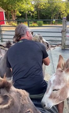 Les ânes s'en fichent si nous ne connaissons pas les mots - Buzz Buddy