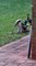 Kookaburra sort un très gros ver de terre - Buzz Buddy