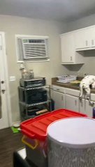 Snoopy dalmatien se tient dans un évier de cuisine - Buzz Buddy