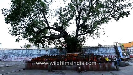 Mahabalipuram complex and Descent of the Ganges - best of Indian heritage