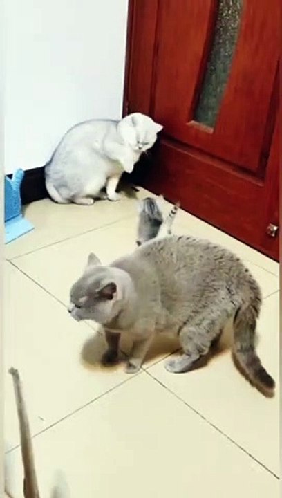 Fanny cat