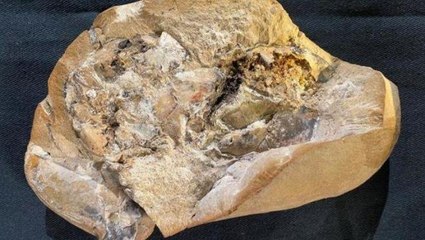 380 milyon yaşında! Dünyanın en eski kalbi bulundu