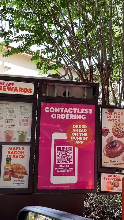 Squirrel Family Resides in Dunkin' Menu