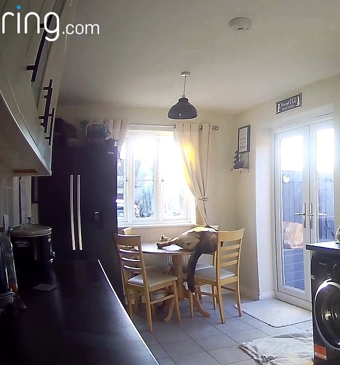 Dog Falls Off Kitchen Table