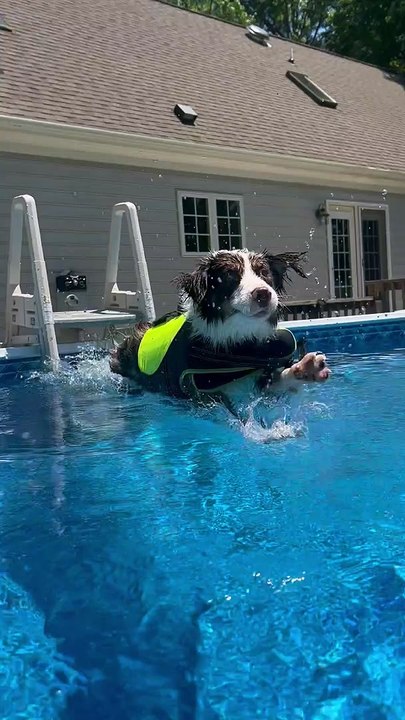 Happy Pup Plays in Pool