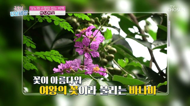 『 바나바잎 』 당뇨와 고혈압 잡는 특별한 비책 TV CHOSUN 220916 방송