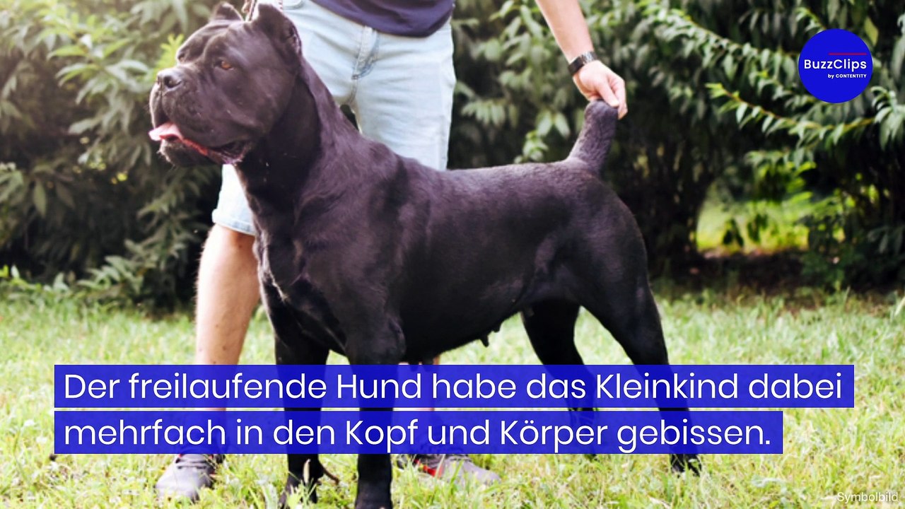 Hund attackiert brutal Zweijährigen in Bayern
