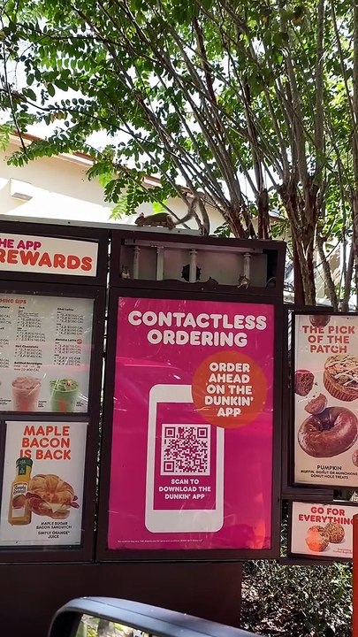 Squirrel Family Resides in Dunkin' Menu