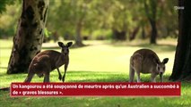 Un kangourou suspecté de meurtre en Australie !