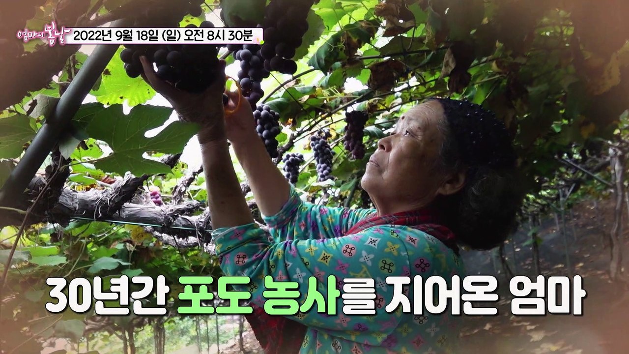 대전 산골짜기의 선녀와 나무꾼_엄마의 봄날 366회 예고 TV CHOSUN 220918 방송