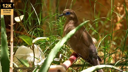 Stunning 12K Ultra HD Wildlife Collection 🦜