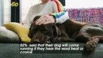 Dog Owners Give Their Dogs Plenty of Treats