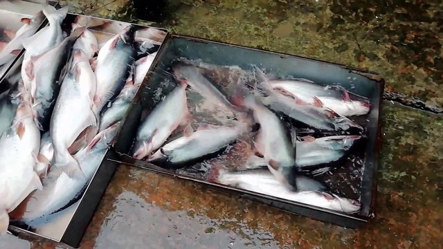 Hello Fish Market || Fresh and Original Fish Video || Exclusive fish || Amazing Local Fish Bazar