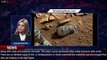 NASA's Perseverance rover finds organic matter 'treasure' on Mars that could help to determine - 1BR