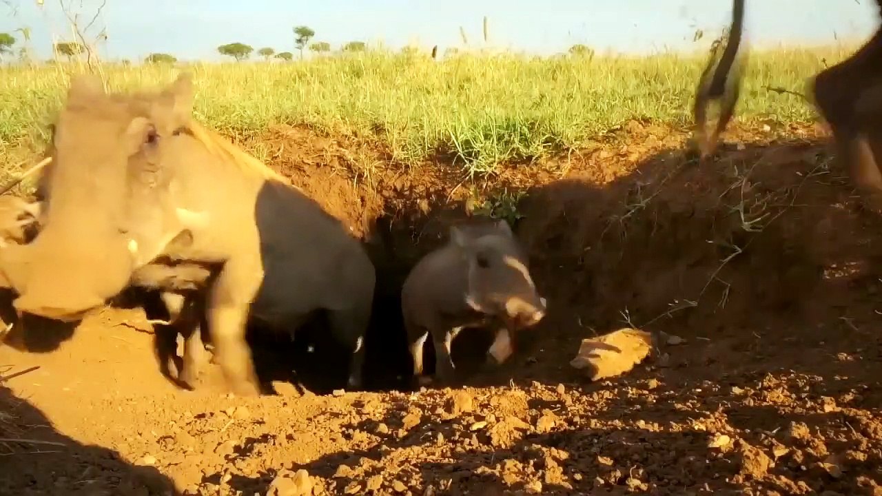 African Wildlife In Action! Mother Warthog Tossing Cheetah To The Air To Save Baby - Lion vs Buffalo