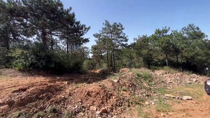 İstanbul'daki ormanda ağaç kesimi