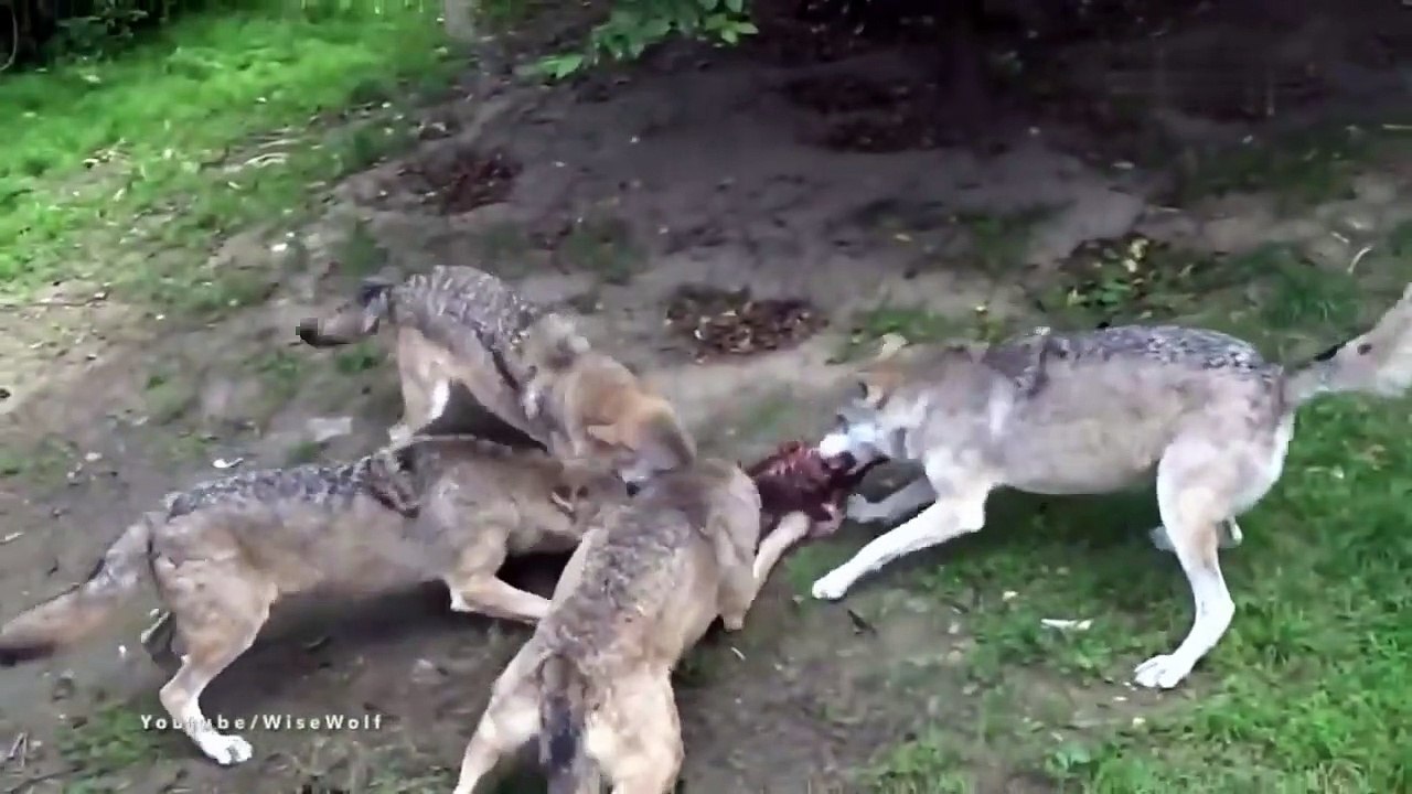 8 Most RUTHLESS Pack Hunter Animals in the Wild