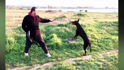 THE POWER OF DOBERMAN - HE WAS CREATED FOR THIS